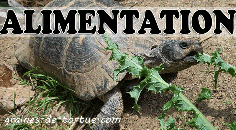 alimentation et nourriture des tortues terrestres sur