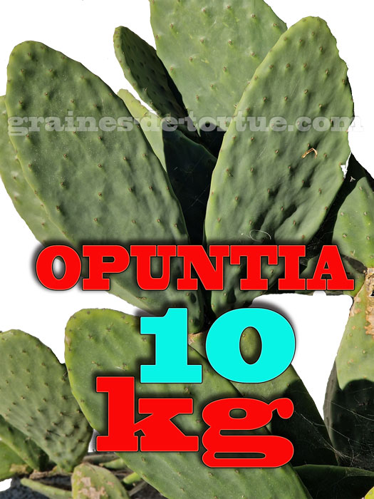 Raquette De Cactus Opuntia Ficus Indica Kg Par Graines De Tortue