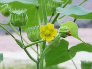 abutilon davicenne