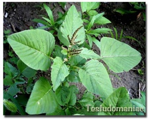 amaranthus retroflexus