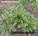 capsella_bursa_pastoris