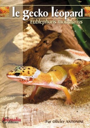 gecko_leopard