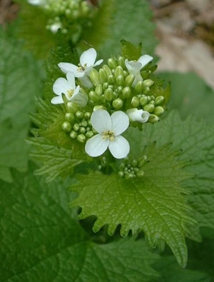 allaria seeds