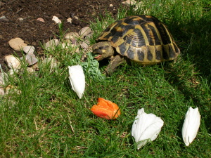 vol tortue à Nancy