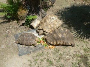Info vol de tortue
