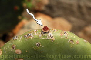 Raquette Opuntia Ficus Indica Figuier De Barbarie Par Graines De