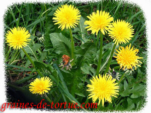 pissenlit_taraxacum_pour_tortue