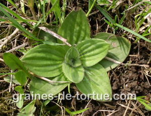 plantago_media