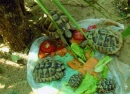 tortue volée