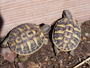 tortues