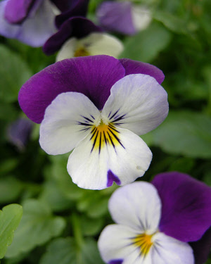 viola_pensee_sauvage