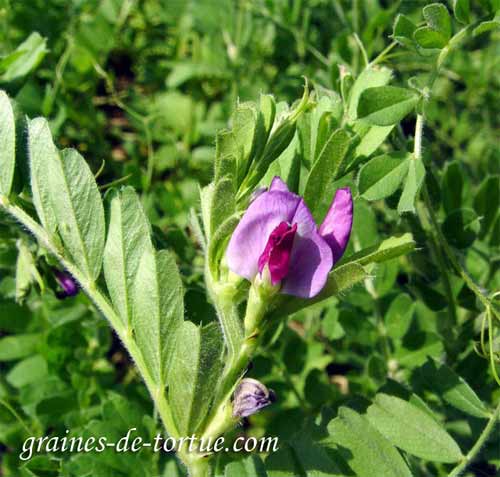 100 Graines De Vesce D’Hiver BIO – Vicia Sativa L. – Légumineuse Engrais Vert – Fleurs Violettes – Pour Jardin Potager Et Permaculture