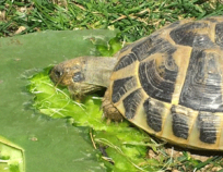 Type de raquette: Aliment