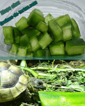 alimentation et nourriture des tortues terrestres sur graines-de-tortue.com