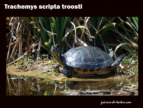 trachemys trachemys